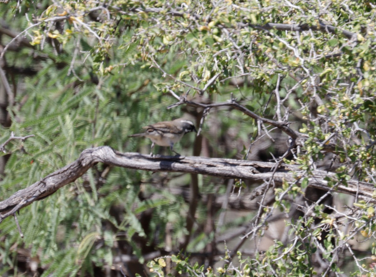 Black-throated Sparrow - ML620021789