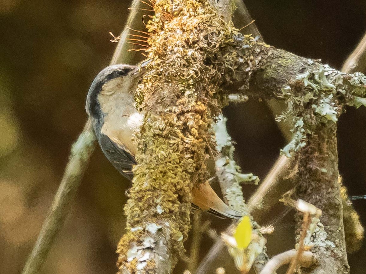 White-tailed Nuthatch - ML620021792