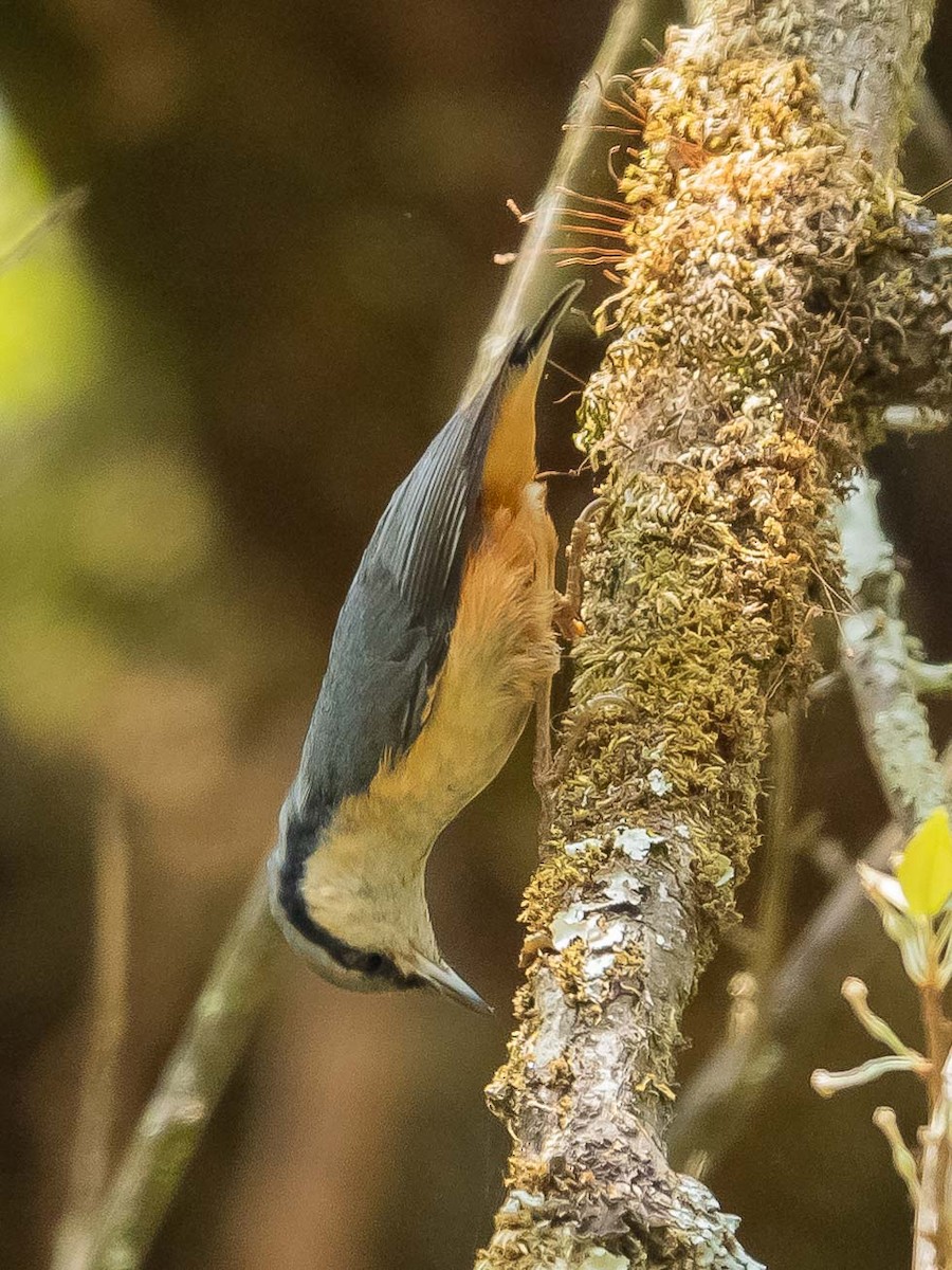 White-tailed Nuthatch - ML620021793