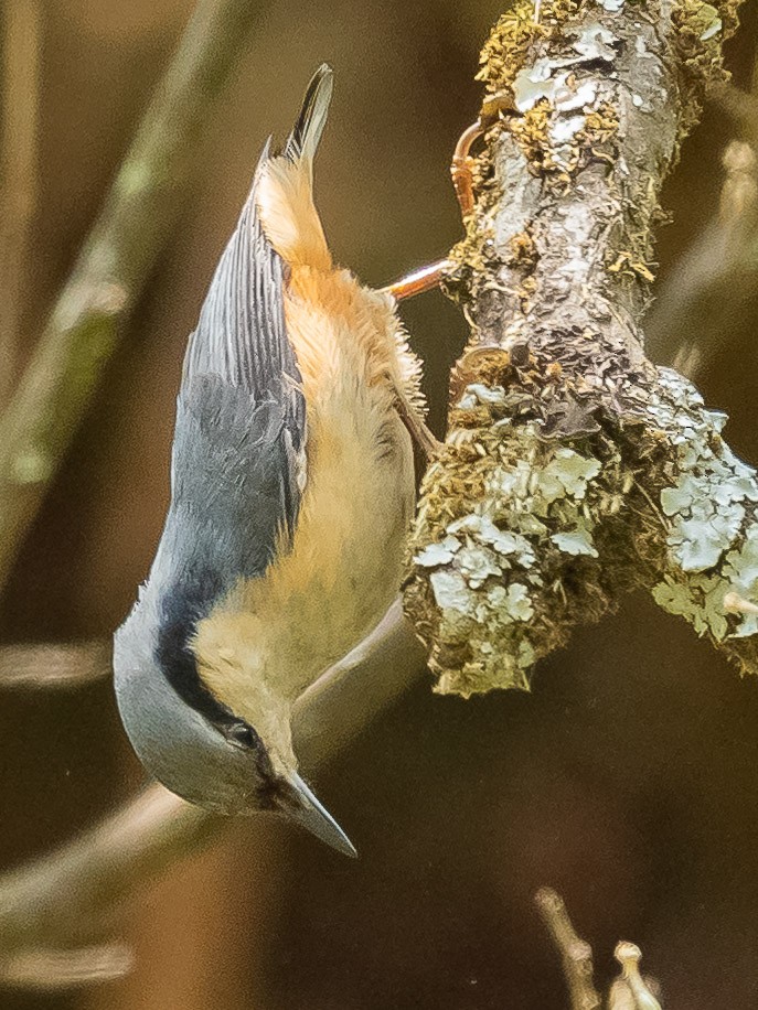 White-tailed Nuthatch - ML620021794