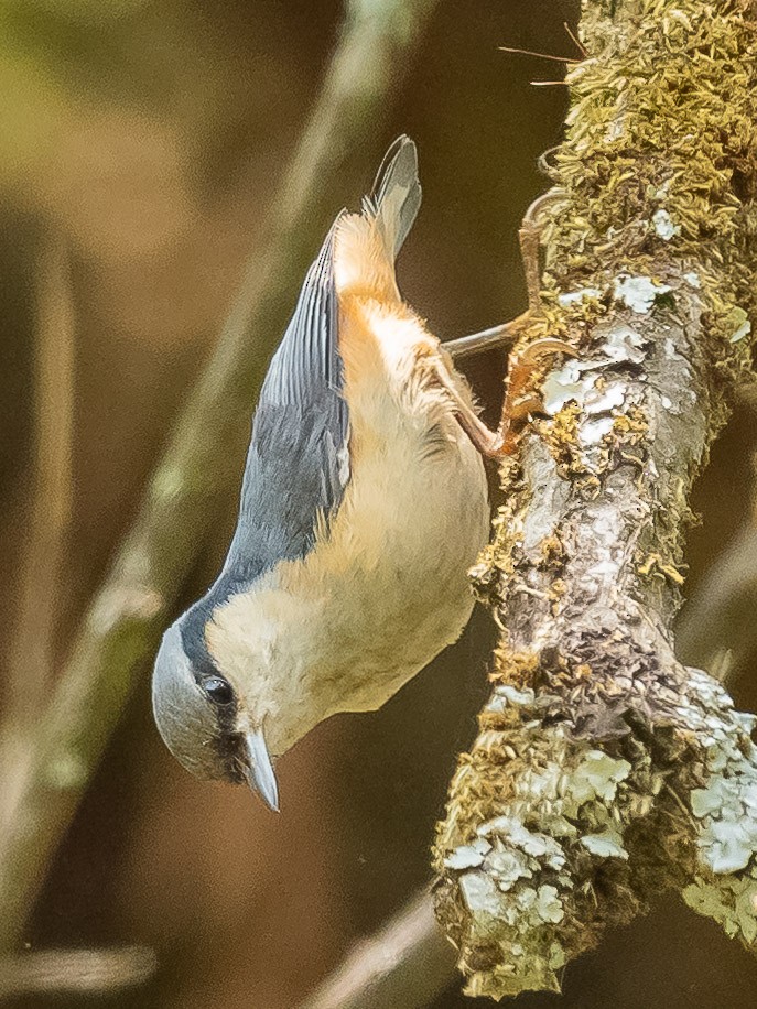White-tailed Nuthatch - ML620021795