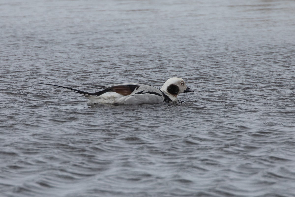 Long-tailed Duck - ML620021800