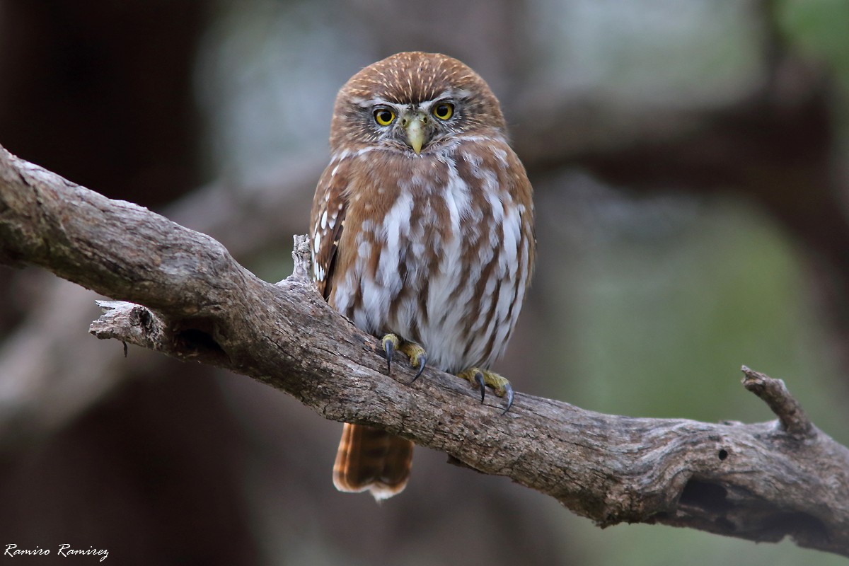 Ferruginous Pygmy-Owl - ML620021808