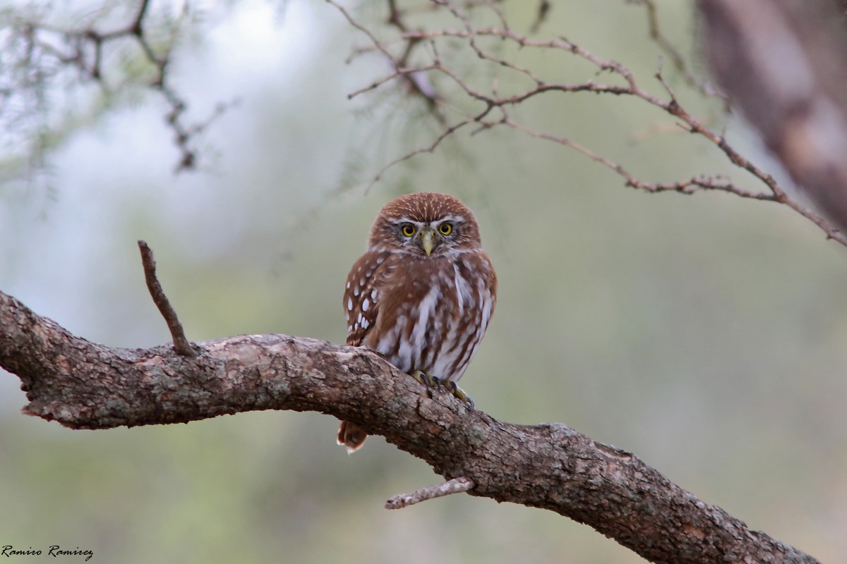 Ferruginous Pygmy-Owl - ML620021809