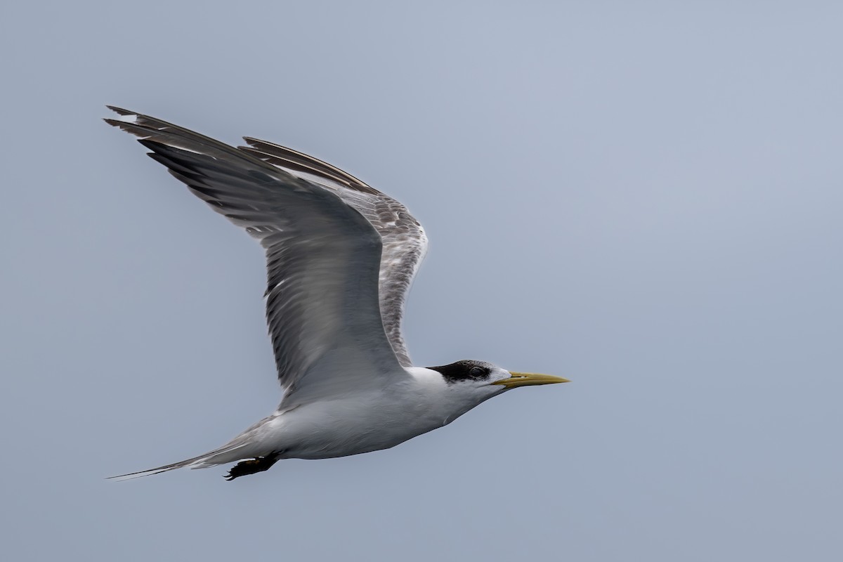 Great Crested Tern - ML620021832
