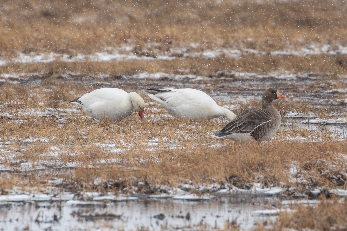 Snow Goose - ML620021834