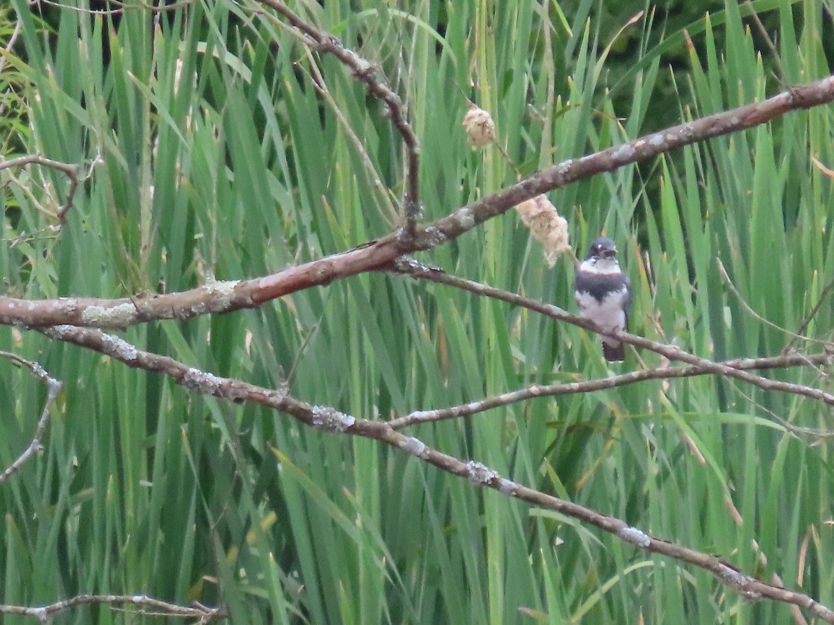 Belted Kingfisher - ML620021839