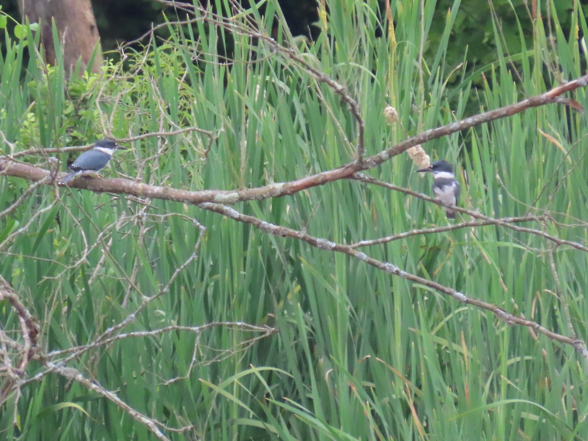 Belted Kingfisher - ML620021840