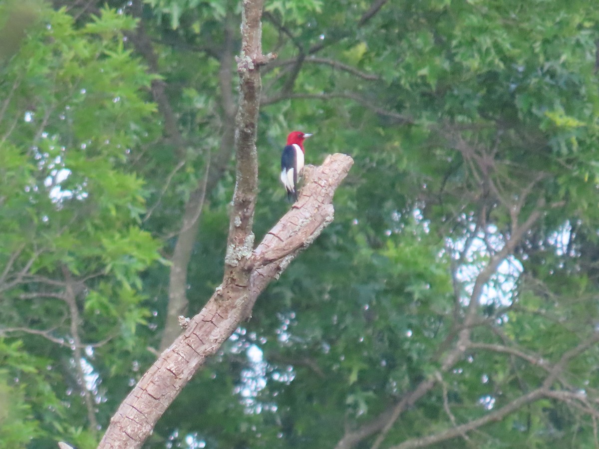 Red-headed Woodpecker - ML620021859