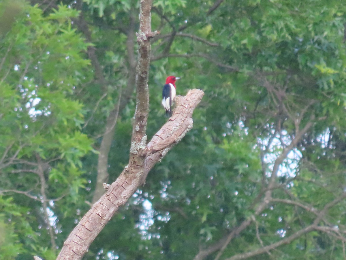 Pic à tête rouge - ML620021859