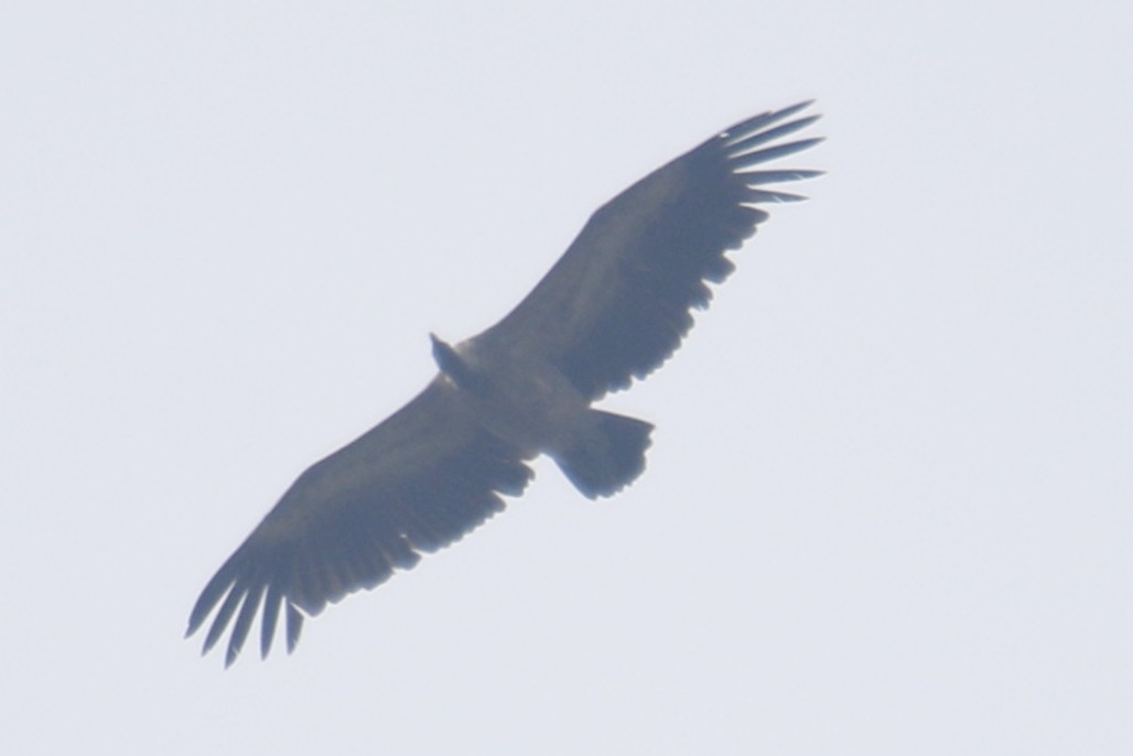 Indian Vulture - ML620021861