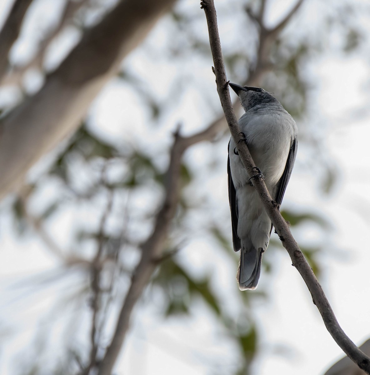 White-bellied Cuckooshrike - ML620021869