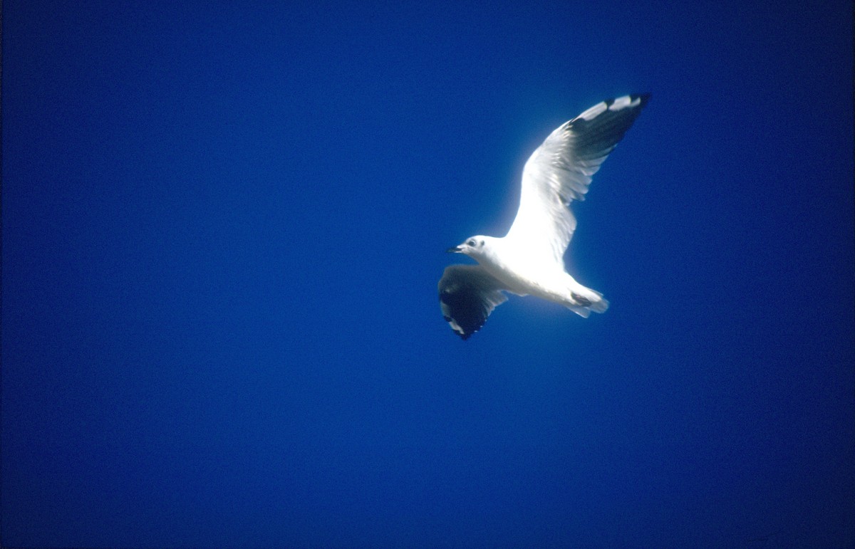 Andean Gull - ML620021872