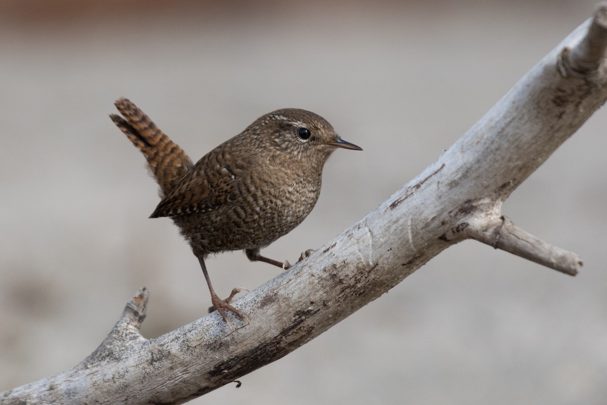 Eurasian Wren - ML620021894