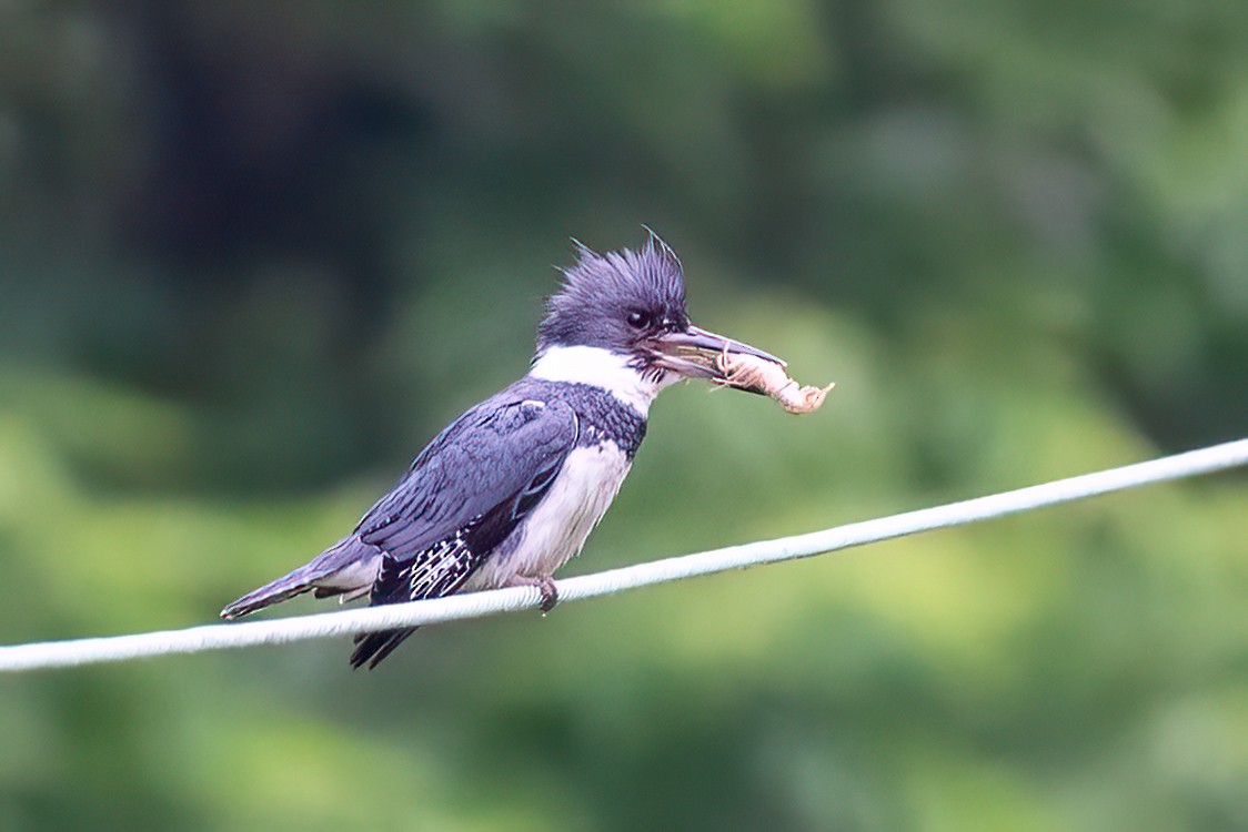 Belted Kingfisher - ML620021910