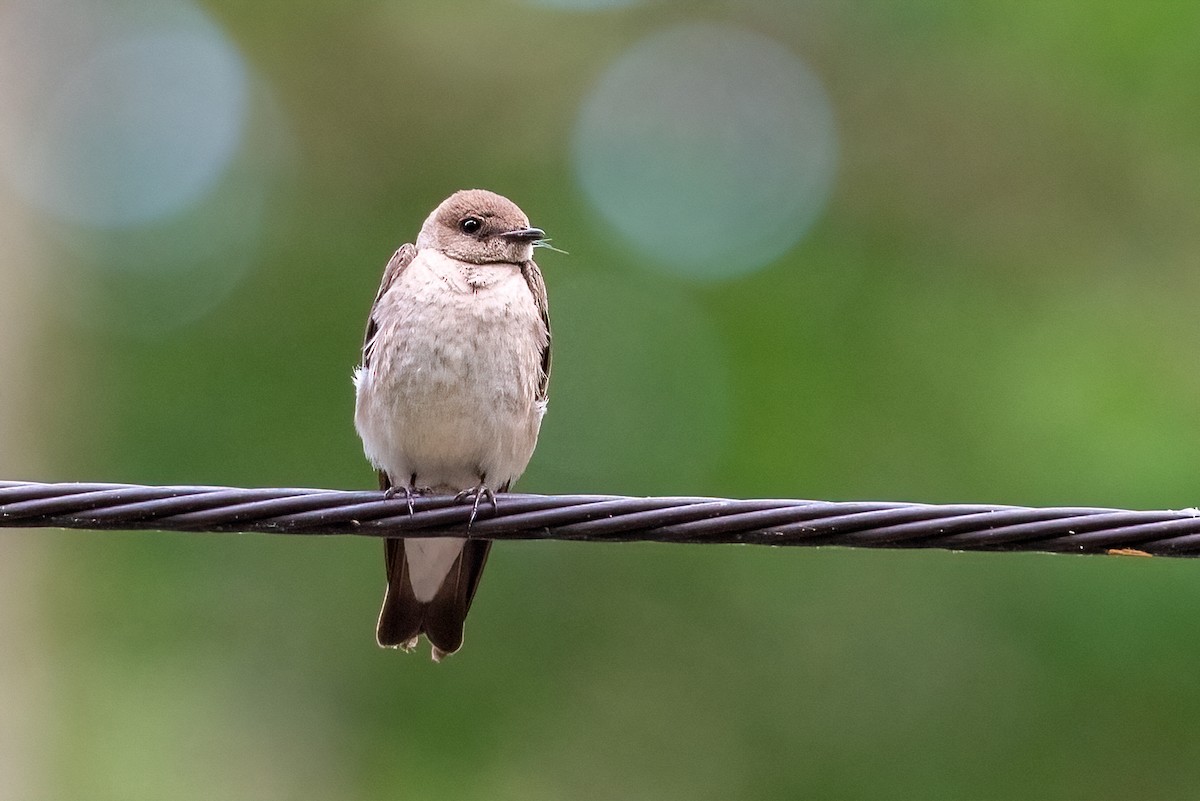 Northern Rough-winged Swallow - ML620021913