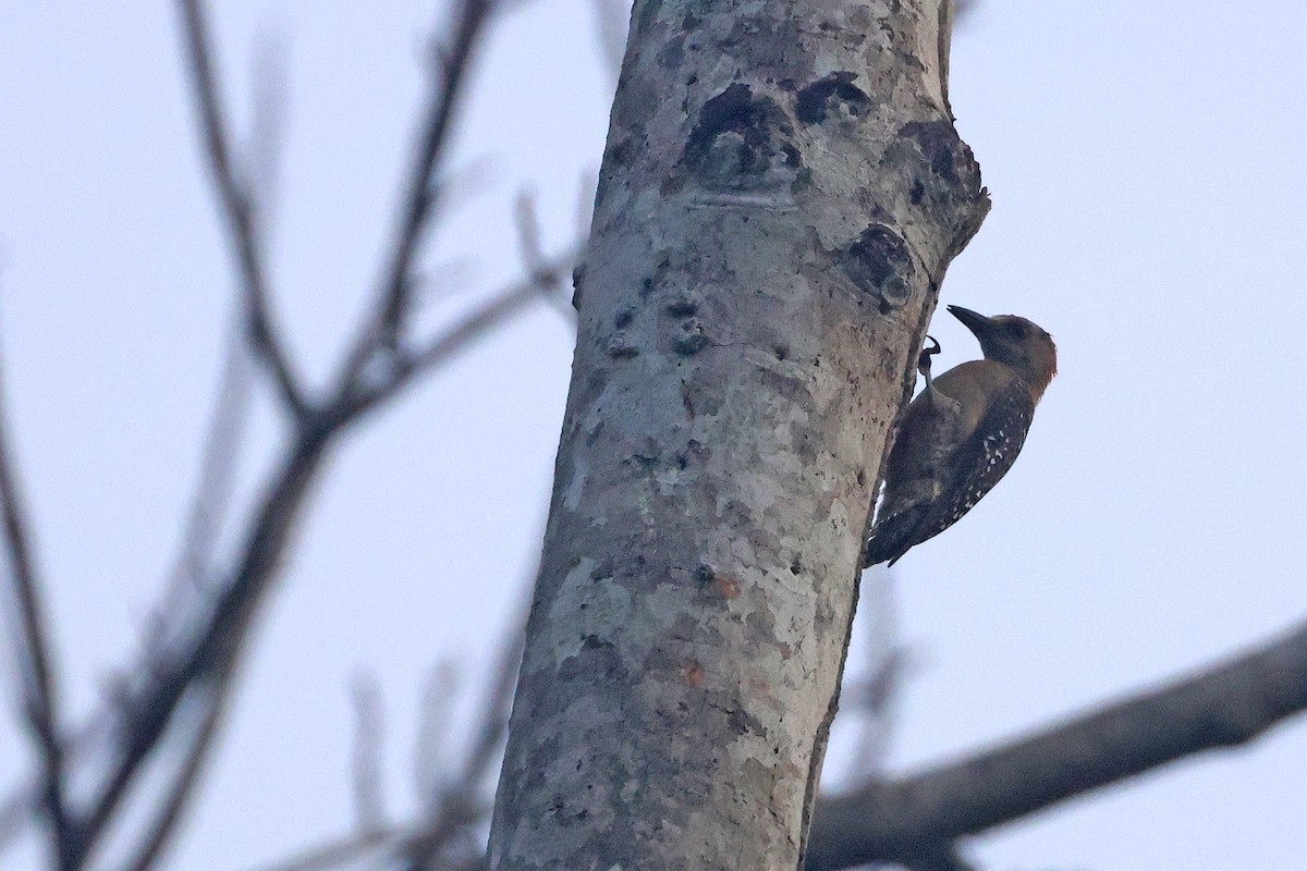 Red-crowned Woodpecker - ML620021920
