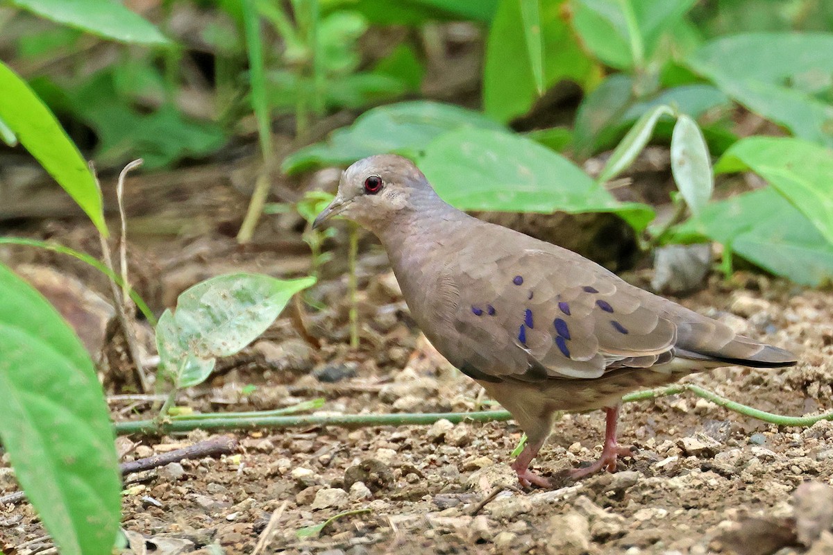Plain-breasted Ground Dove - ML620021924