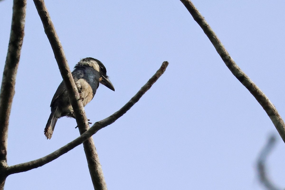 Black-breasted Puffbird - ML620021939