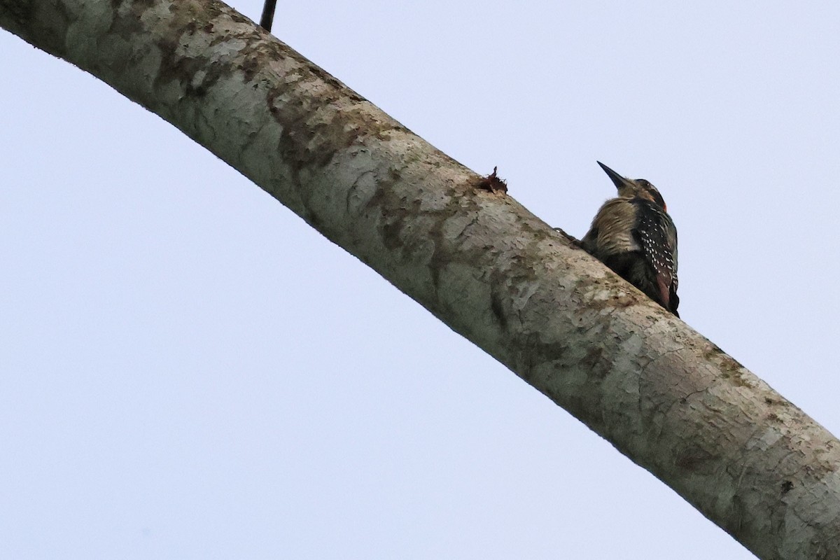 Black-cheeked Woodpecker - ML620021944