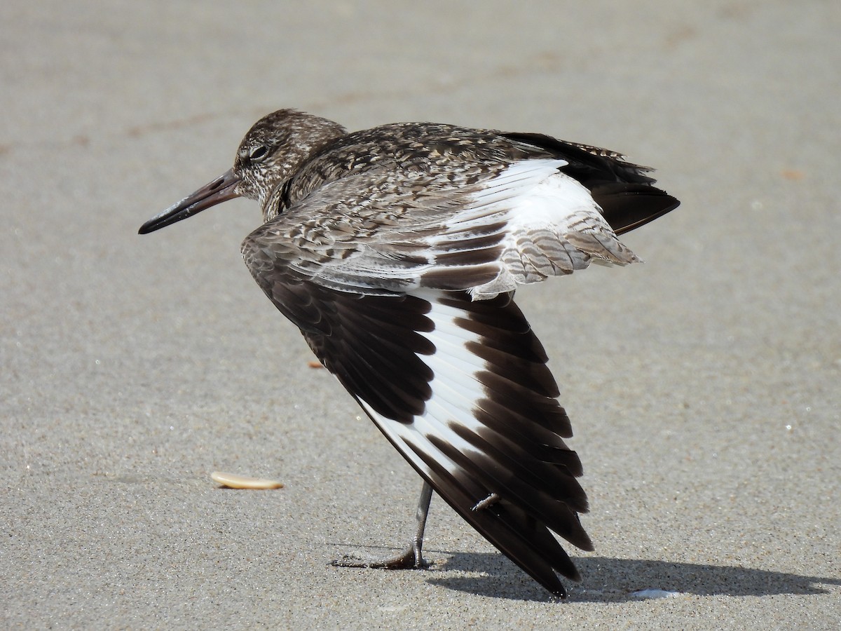 Willet (Eastern) - ML620021947
