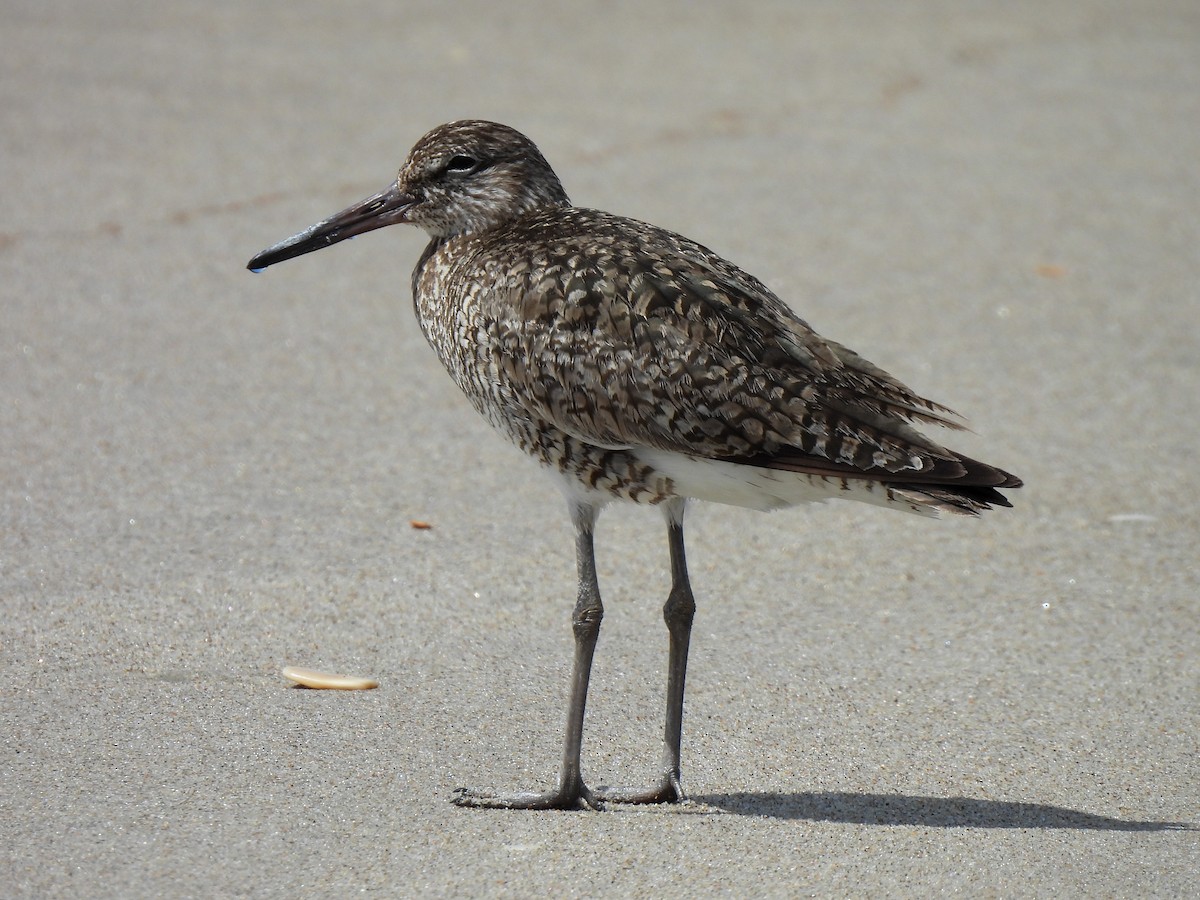 Willet (Eastern) - ML620021950