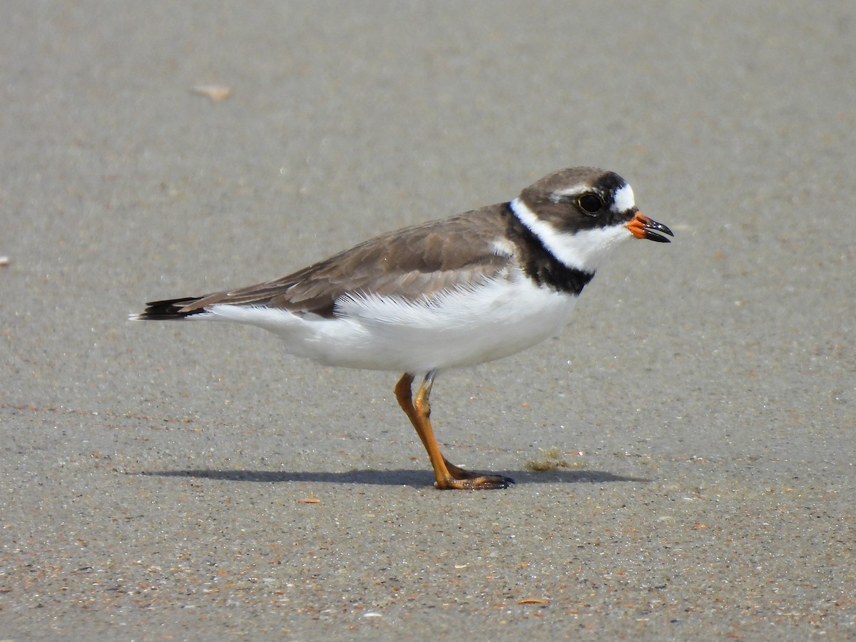 Semipalmated Plover - ML620021953