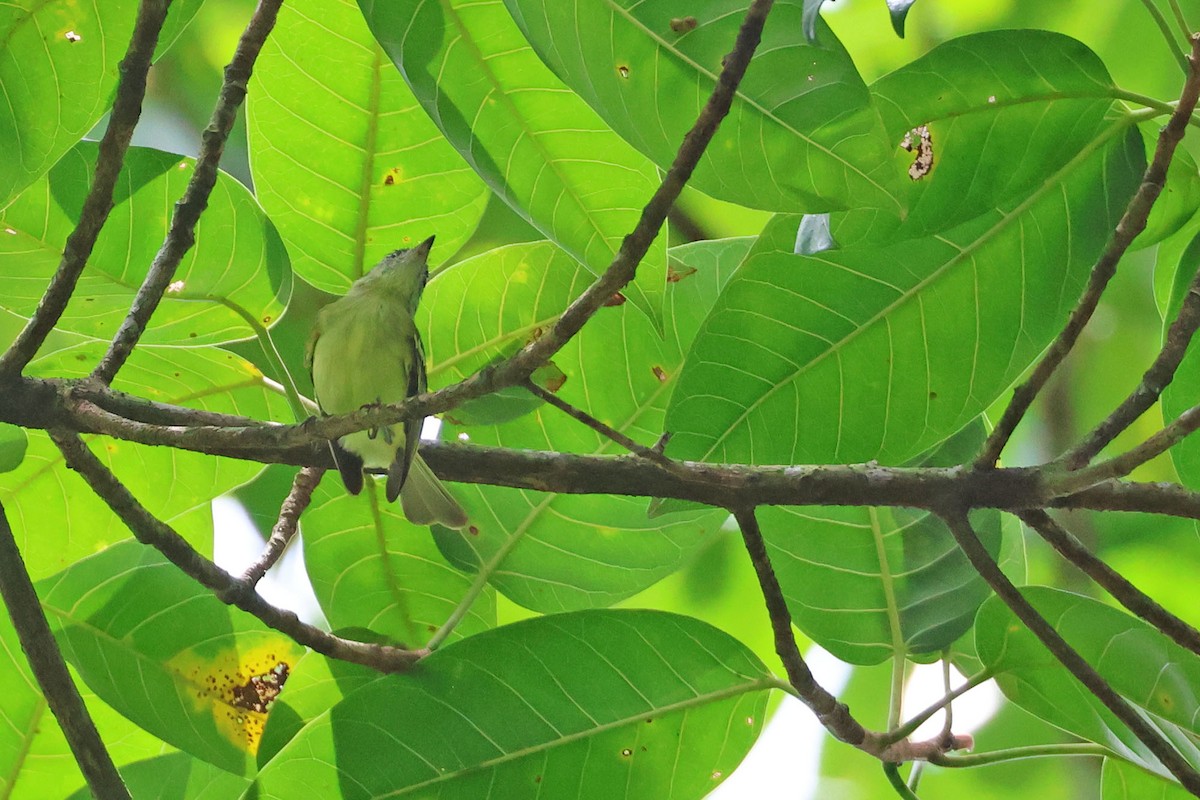 Yellow-green Tyrannulet - ML620021954