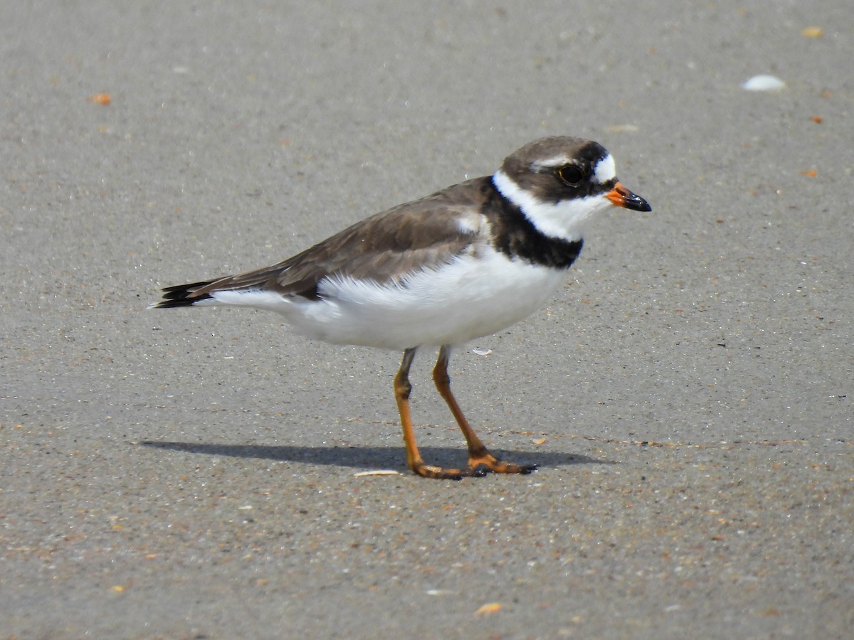 Semipalmated Plover - ML620021955