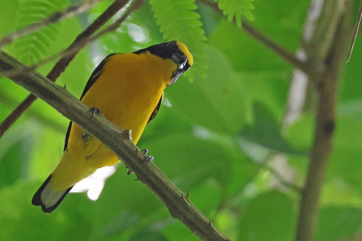 Thick-billed Euphonia (Black-tailed) - ML620021965