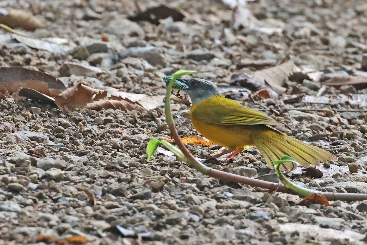 Gray-headed Tanager (Gray-crested) - ML620021969