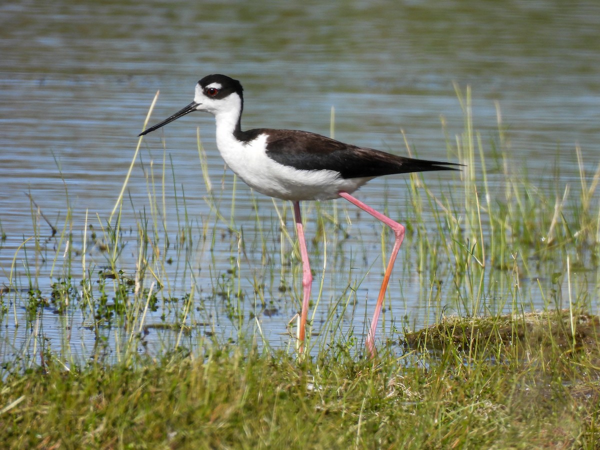 Black-necked Stilt - ML620021979