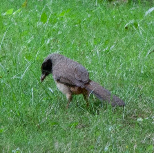 Masked Laughingthrush - ML620021994