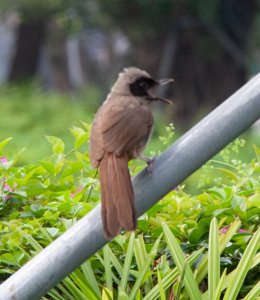 Masked Laughingthrush - ML620021997