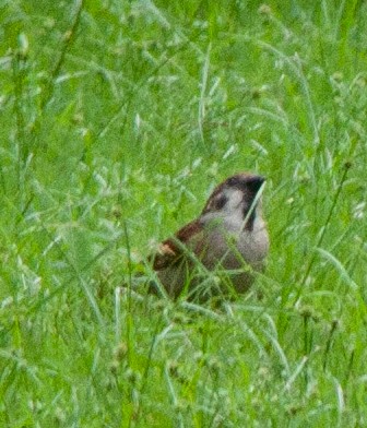 Eurasian Tree Sparrow - ML620022021