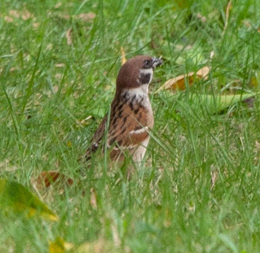 Eurasian Tree Sparrow - ML620022022