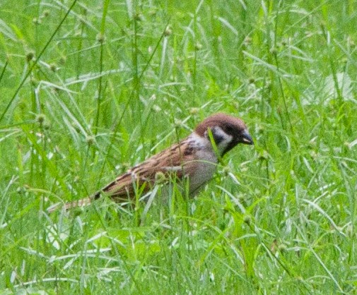 Eurasian Tree Sparrow - ML620022023