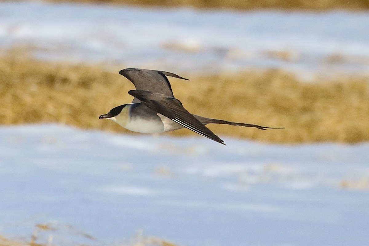 Long-tailed Jaeger - ML620022029