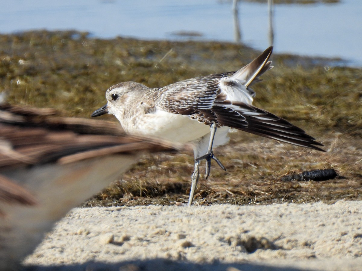 Black-bellied Plover - Sophie Dismukes