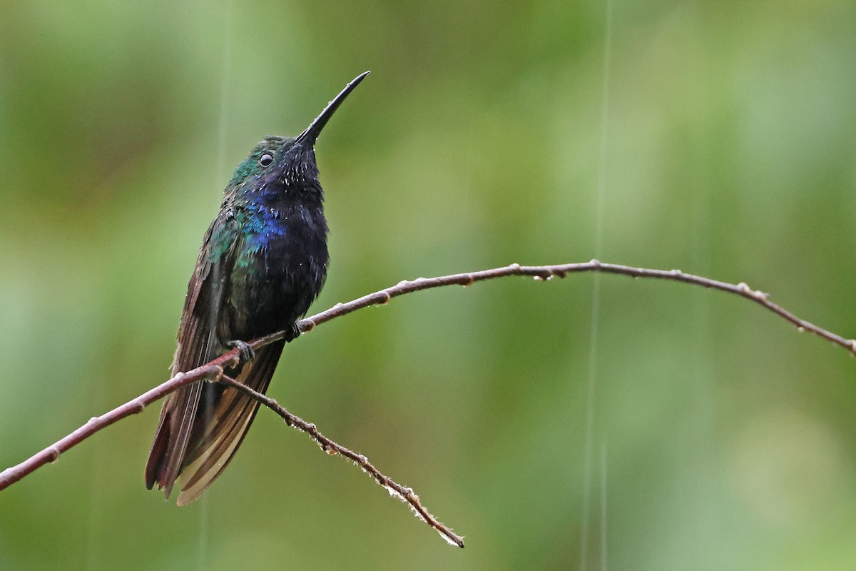 kolibřík tropický - ML620022043