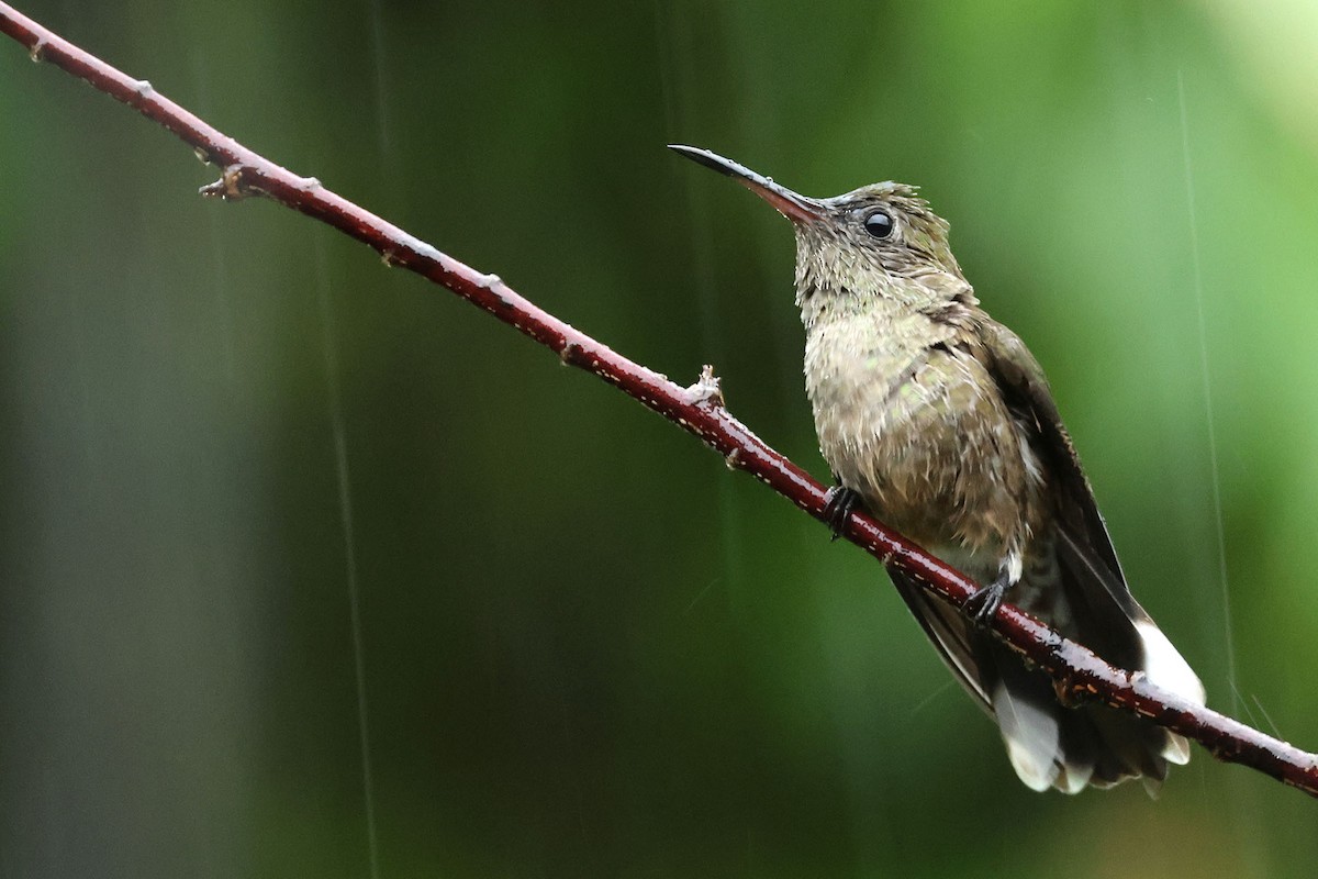 kolibřík skvrnitoprsý - ML620022045