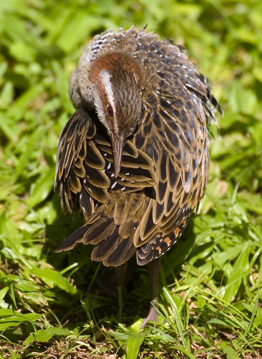 Buff-banded Rail - ML620022089