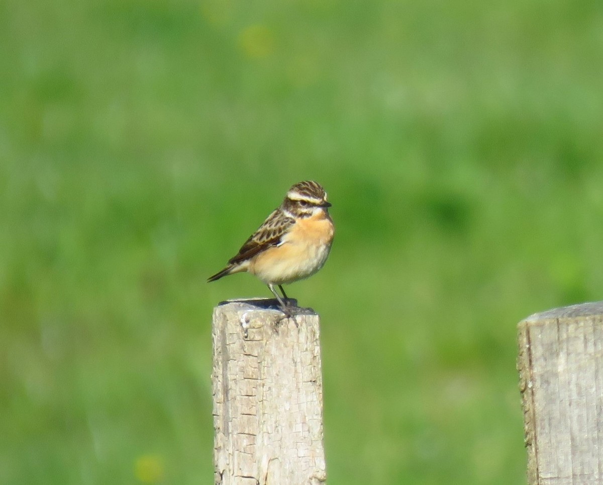 Whinchat - ML620022095