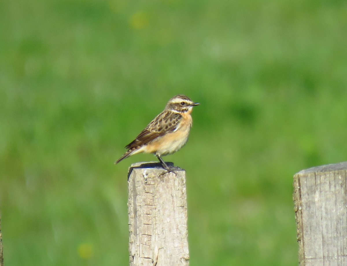 Whinchat - ML620022096
