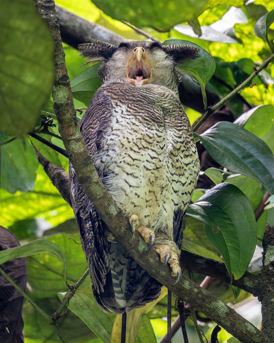 Barred Eagle-Owl - ML620022098