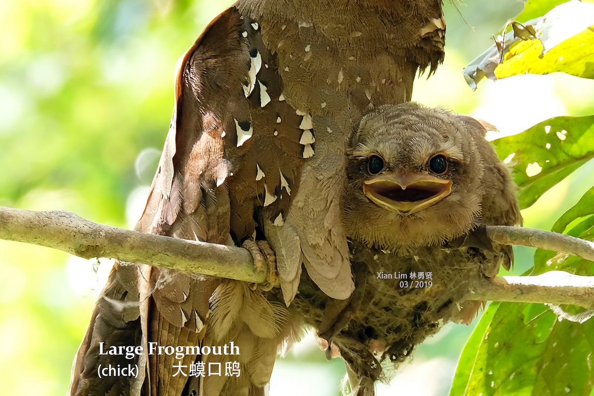 Large Frogmouth - ML620022101