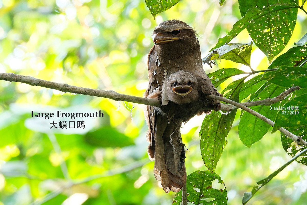 Large Frogmouth - ML620022102