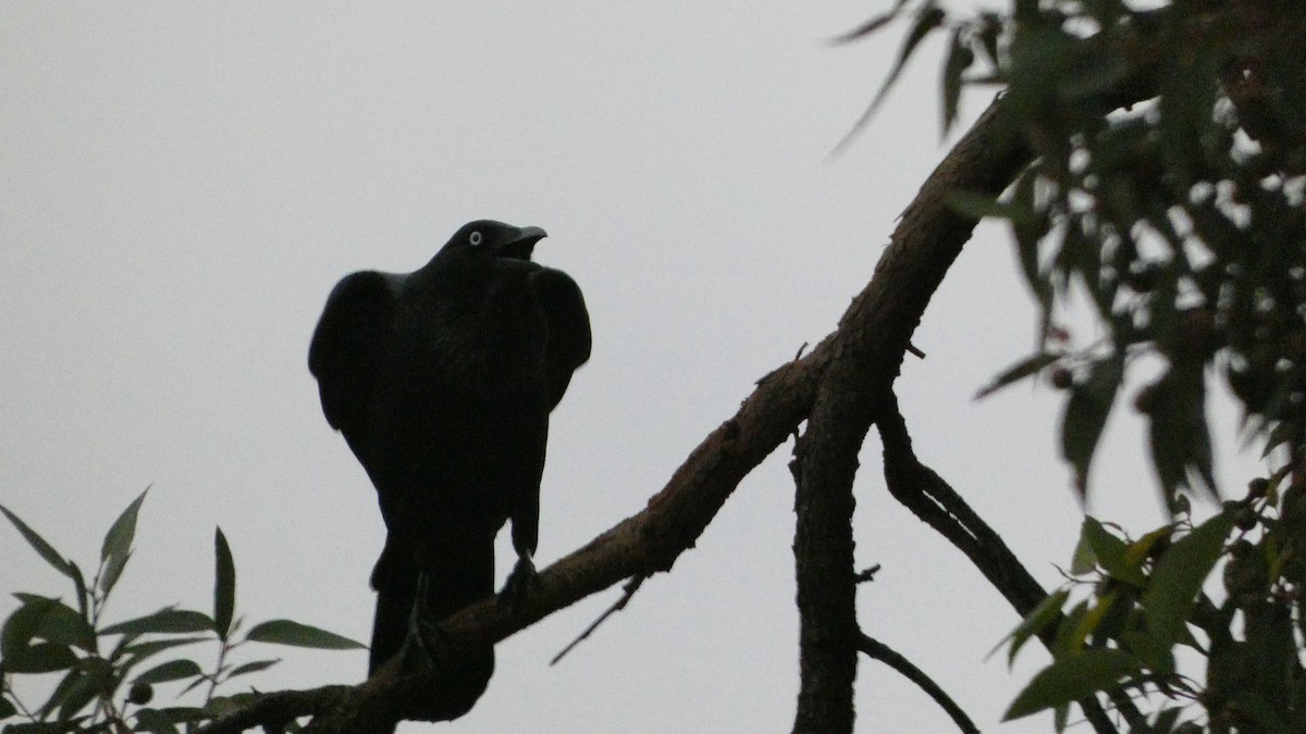 Cuervo Australiano - ML620022103