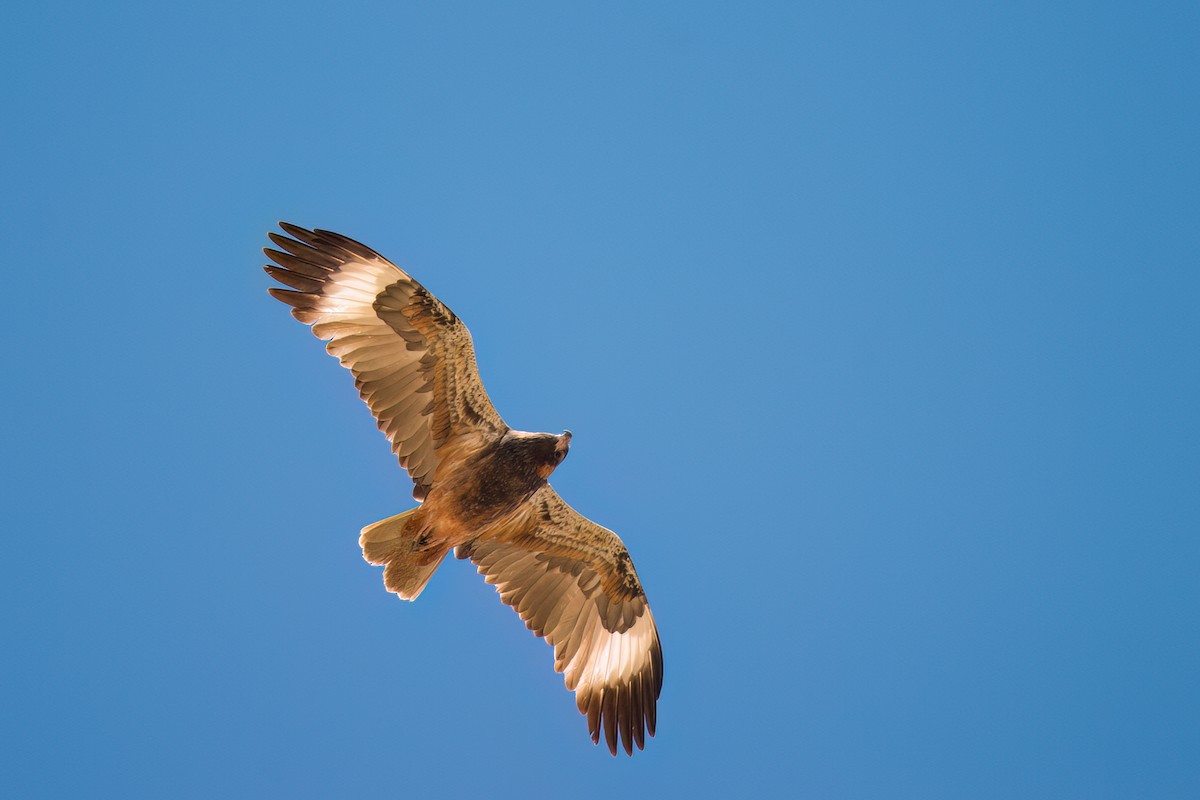 Black-breasted Kite - ML620022104