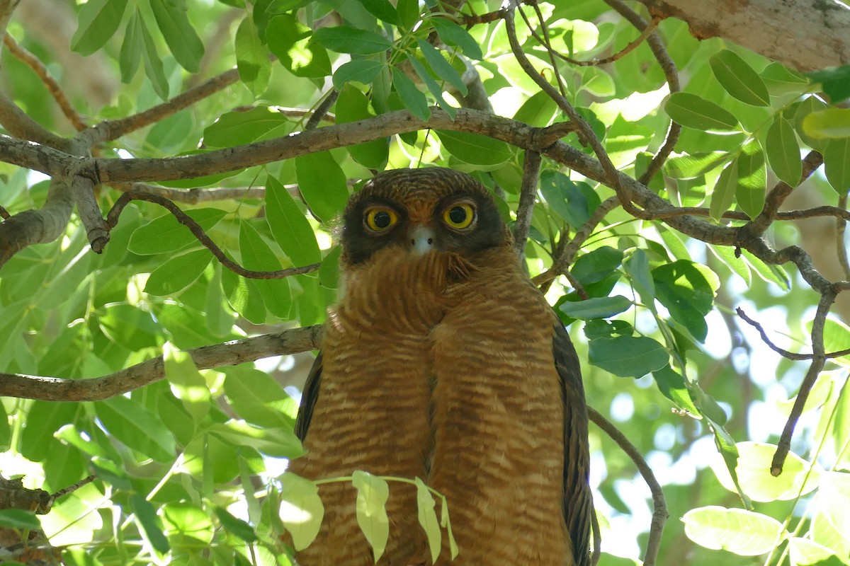 Rufous Owl - ML620022107